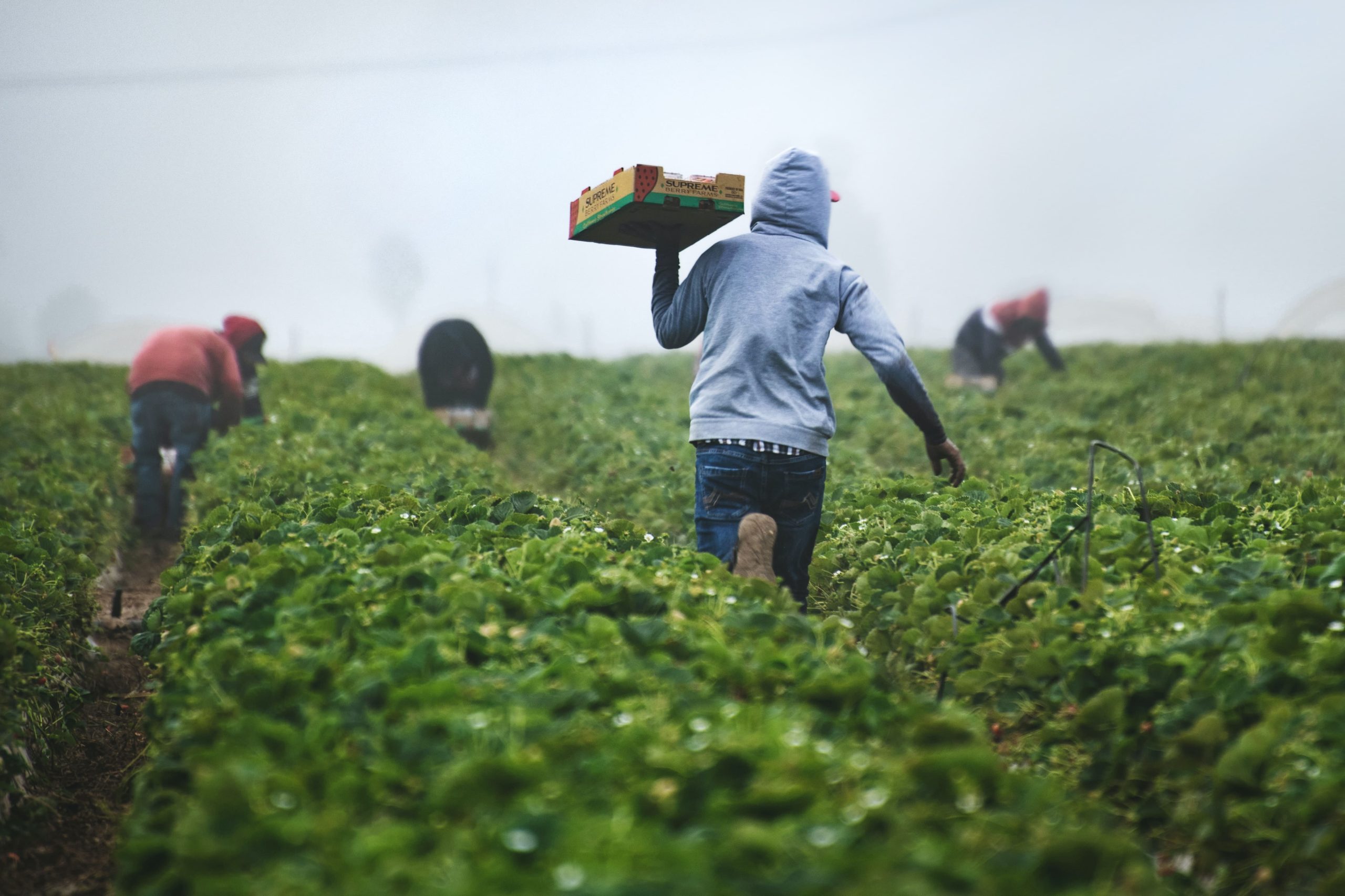 Agriculture In Nigeria 