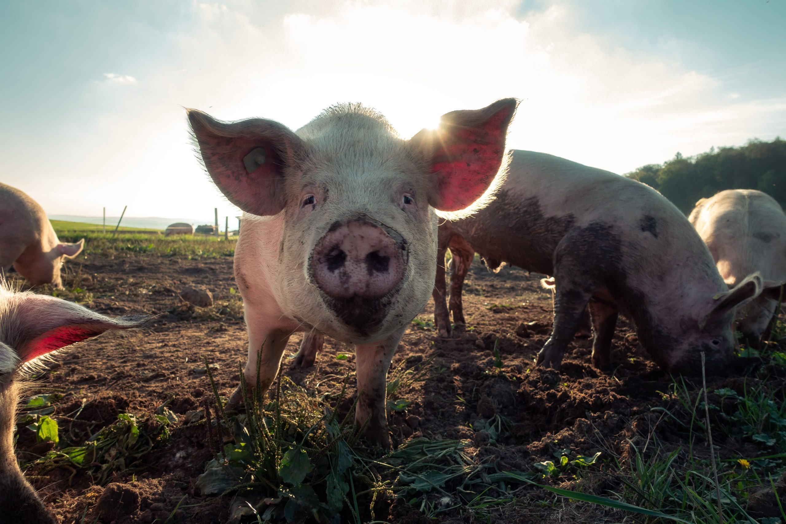 start a Commercial Pig Farming Business