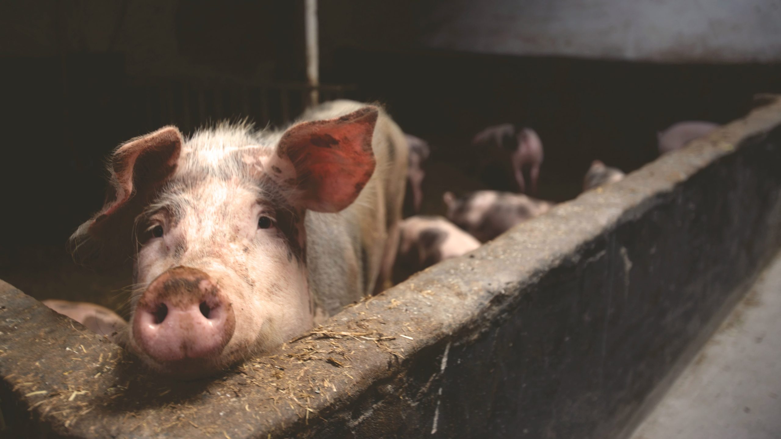 10-disadvantages-of-pig-farming-in-nigeria-naijacloud