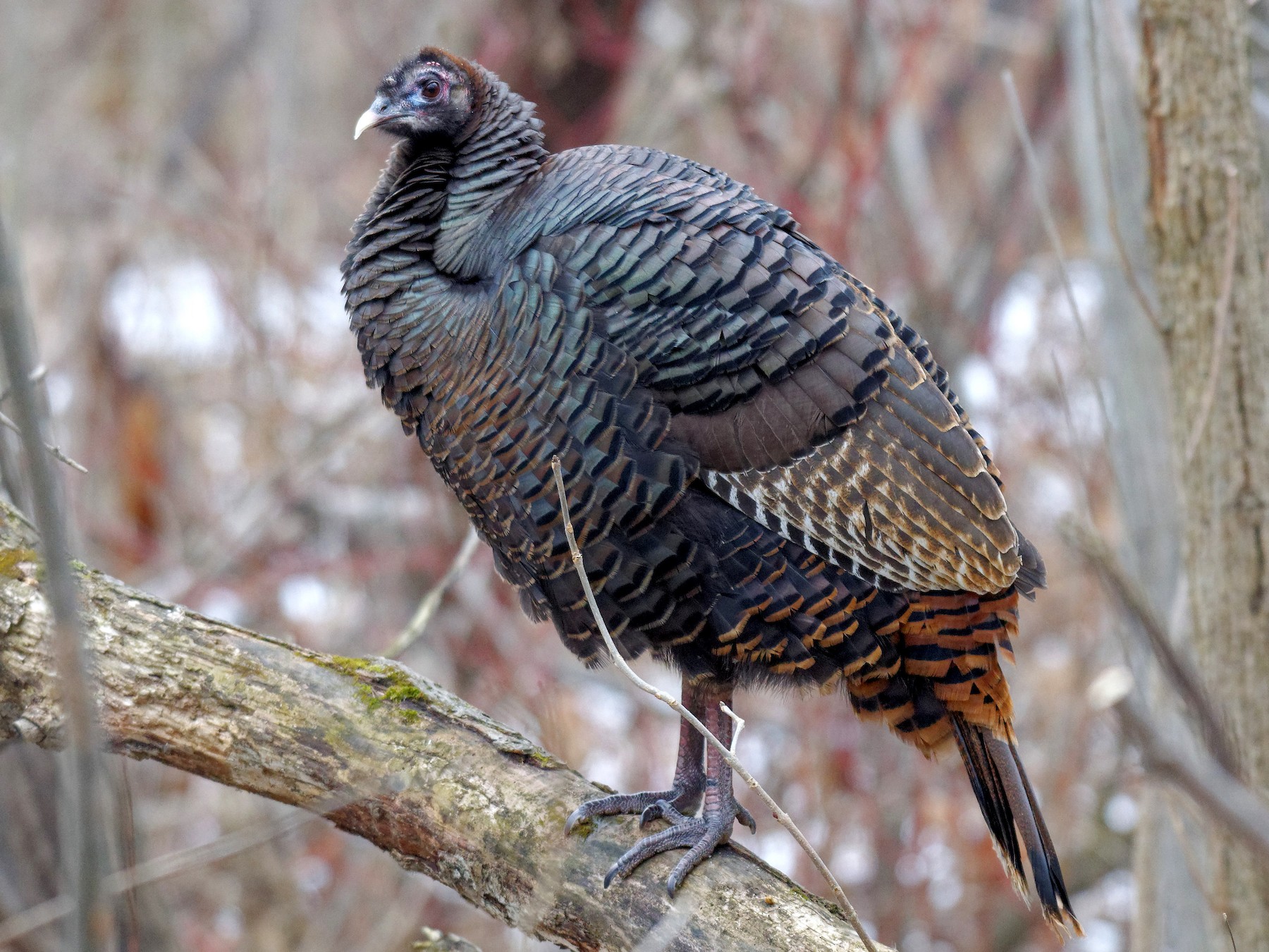 How to clean a wild turkey the right way