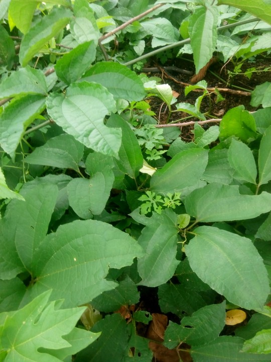 Ugu Farming in Nigeria