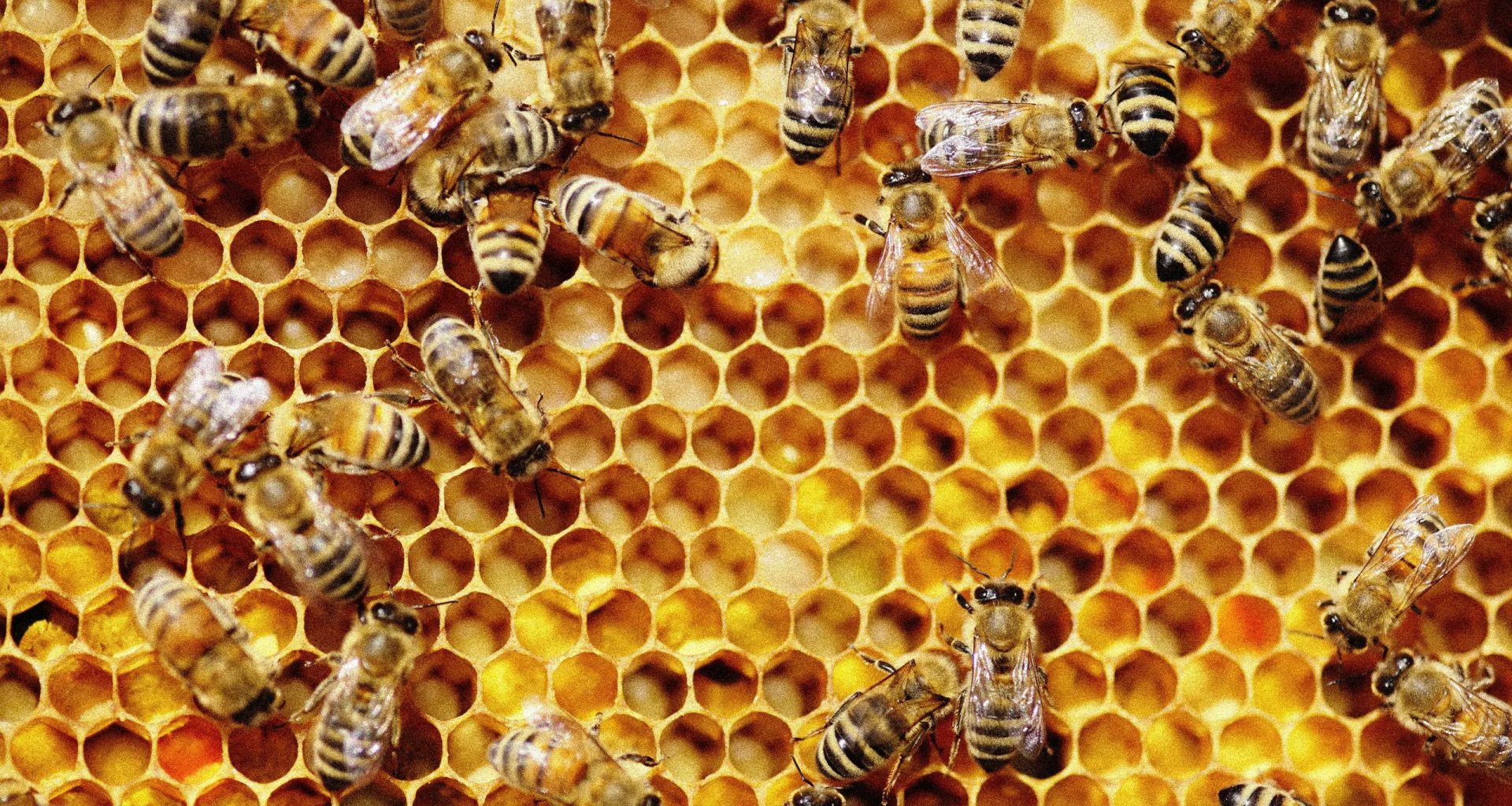 how to know original honey in nigeria